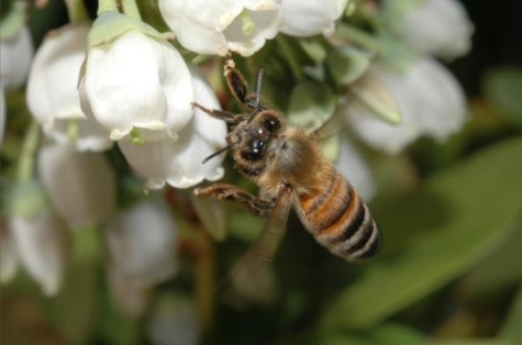 Neonicotinoids and Bees – Philip E. Marucci Center for Blueberry ...